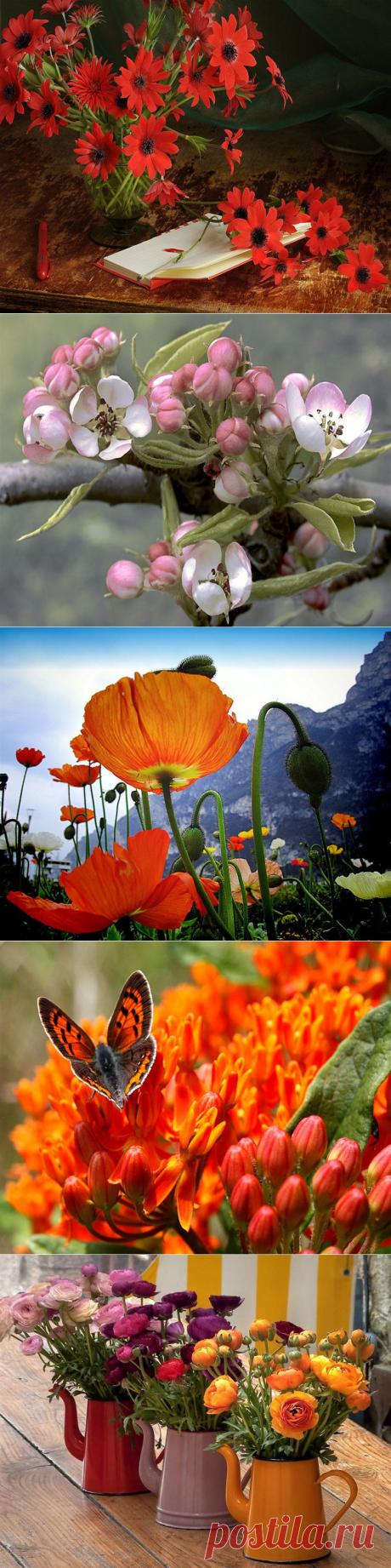 Цветочных мантий трепетный наряд!