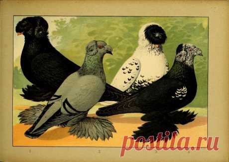 1906 Иллюстрированное великолепие всех пород голубей [Illustriertes Prachtwerk sämtlicher Tauben-rassen] (продолжение)