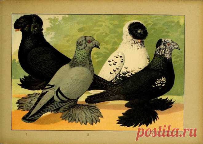 1906 Иллюстрированное великолепие всех пород голубей [Illustriertes Prachtwerk sämtlicher Tauben-rassen] (продолжение)