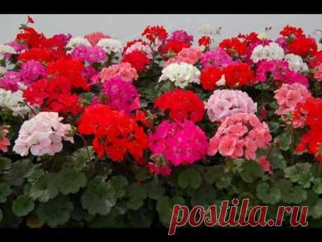 ВЫРАЩИВАНИЕ ПЕЛАРГОНИИ БЕЗ ЗЕМЛИ!ЛУЧШИЙ СПОСОБ ПОСЕВА!