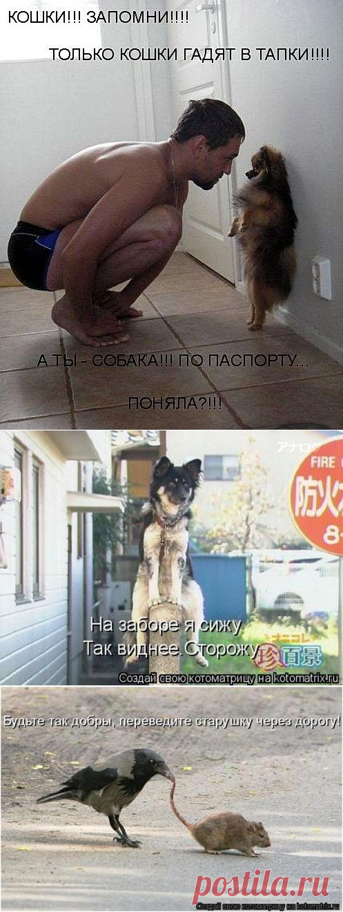НАШИ ЗАБАВНЫЕ ЖИВОТНЫЕ!!! | Уши, лапы, хвост