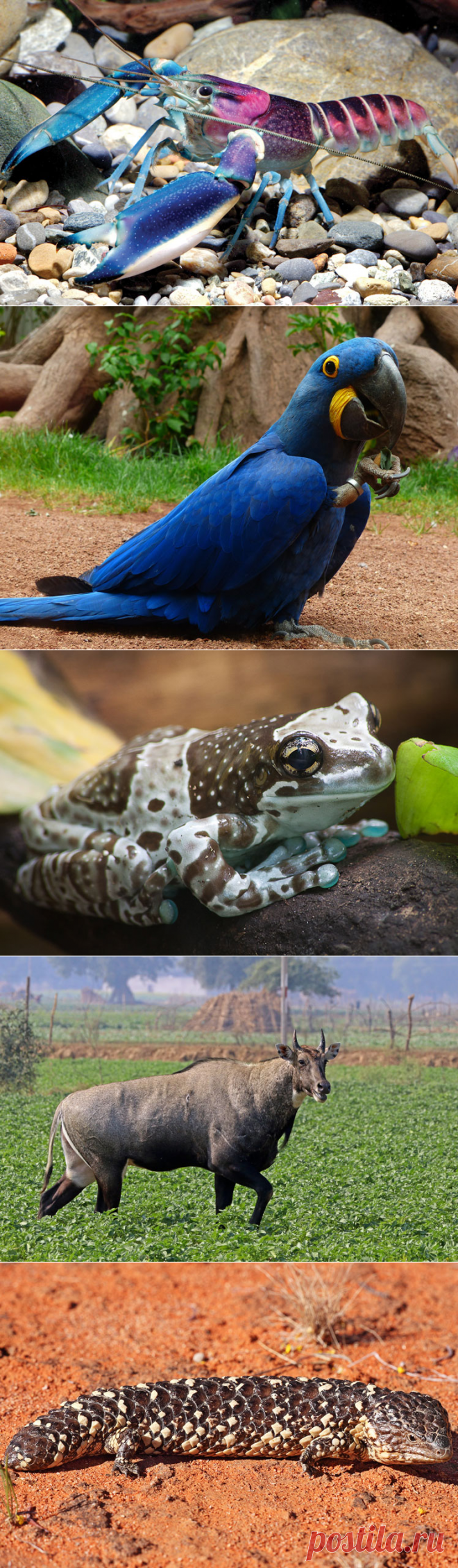 Самые необычные животные в мире (часть 53)