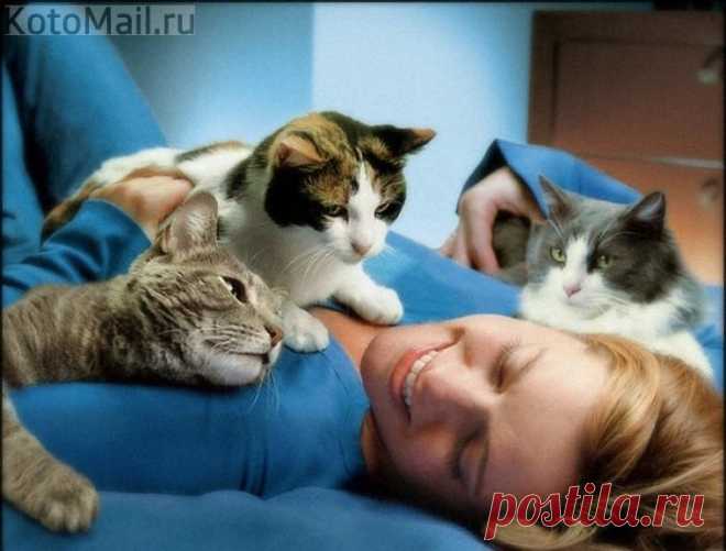 Кошки твои скучают за вниманием твоим и тобой...