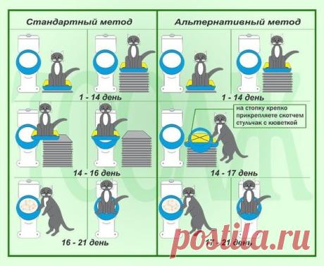 Приучение кота к унитазу