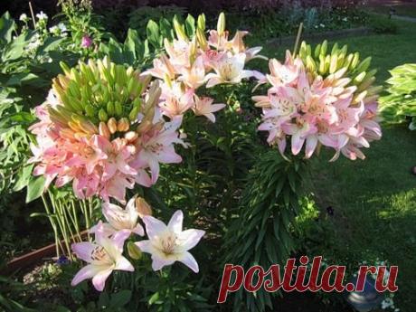 100 бутонов лилии Марлен