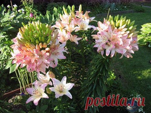 100 бутонов лилии Марлен