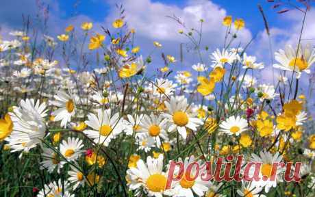 полевые цветы фото - Поиск в Google