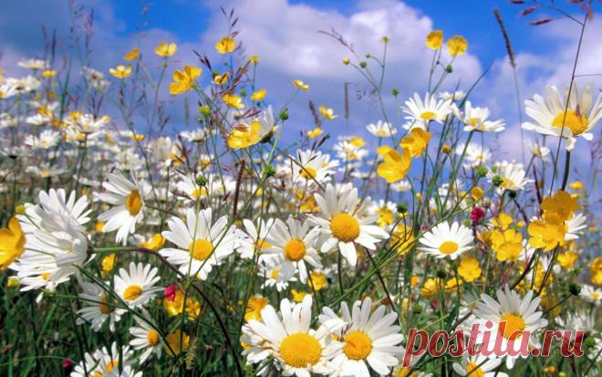 полевые цветы фото - Поиск в Google