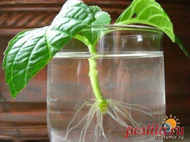 КАК ПРИГОТОВИТЬ СТИМУЛЯТОР РОСТА РАСТЕНИЙ? 3 СПОСОБА | 6 соток