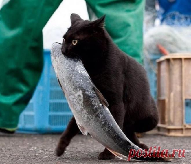 Рыбный день