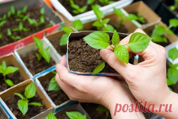 СРОКИ ПОСАДКИ РАССАДЫ ОВОЩЕЙ 

Сохраните, чтобы не потерять! 

Томат 

Посадка семян — середина — конец марта 
Высадка в открытый грунт в возрасте 55-70 дней 
(когда минует угроза заморозков) 
При наличии теплицы или парника семена сажают пораньше, выращивают с подсветкой 
Баклажан 

Посев семян — середина марта 
Пикировка в фазе двух настоящих листьев 
Высадка в грунт в возрасте 60-70 дней в конце мая 
когда минует угроза заморозков. 
В холодную погоду (ниже 15 градусов) ...