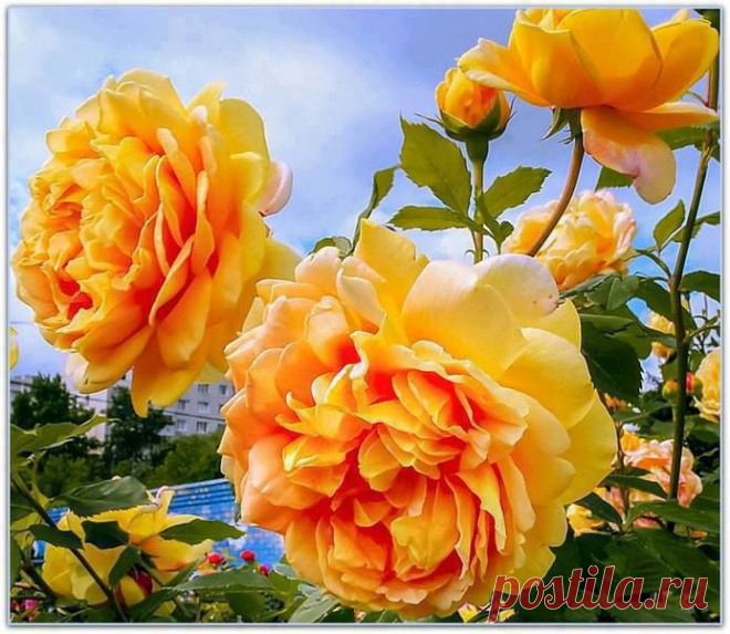 jose alonso приколол(а) это к доске Todo rosas