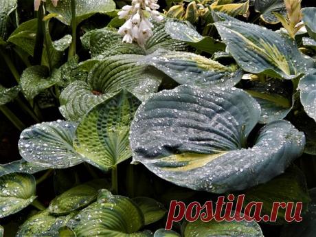 Как уберечь хосты от вредителей | Цветочная душа | Яндекс Дзен