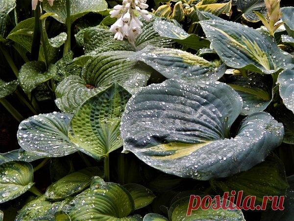 Как уберечь хосты от вредителей | Цветочная душа | Яндекс Дзен