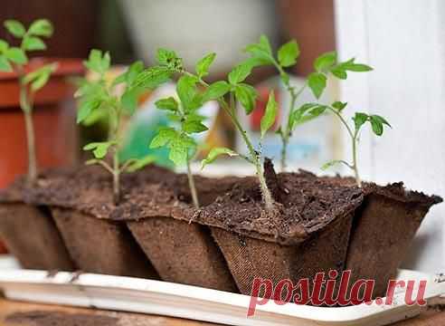 ТОРФЯНЫЕ СТАКАНЧИКИ ДЛЯ РАССАДЫ