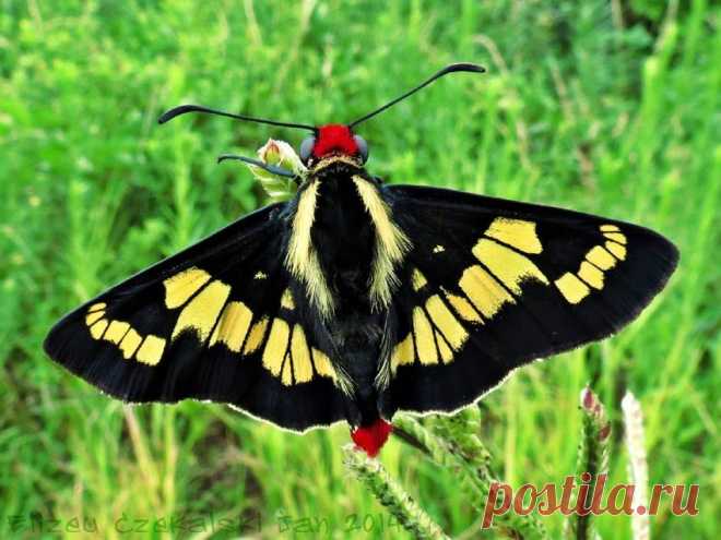 сем. Hesperiidae — Толстоголовки.
