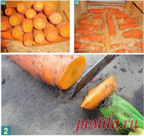 Способ хранения моркови.