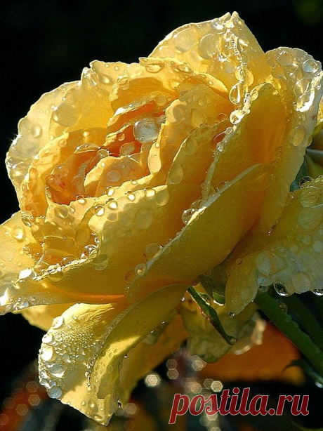 MI JARDÍN DE ROSAS
