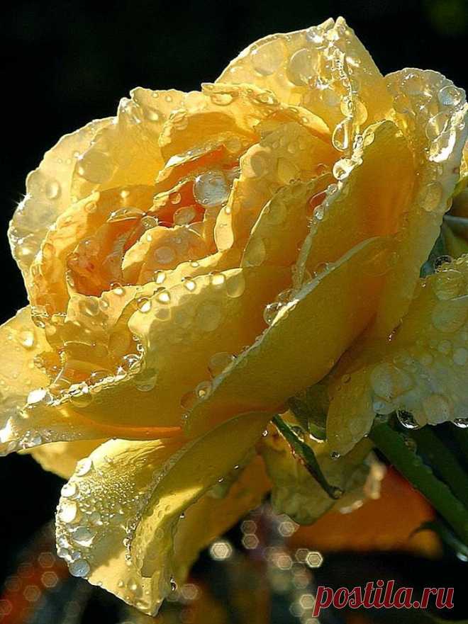 MI JARDÍN DE ROSAS