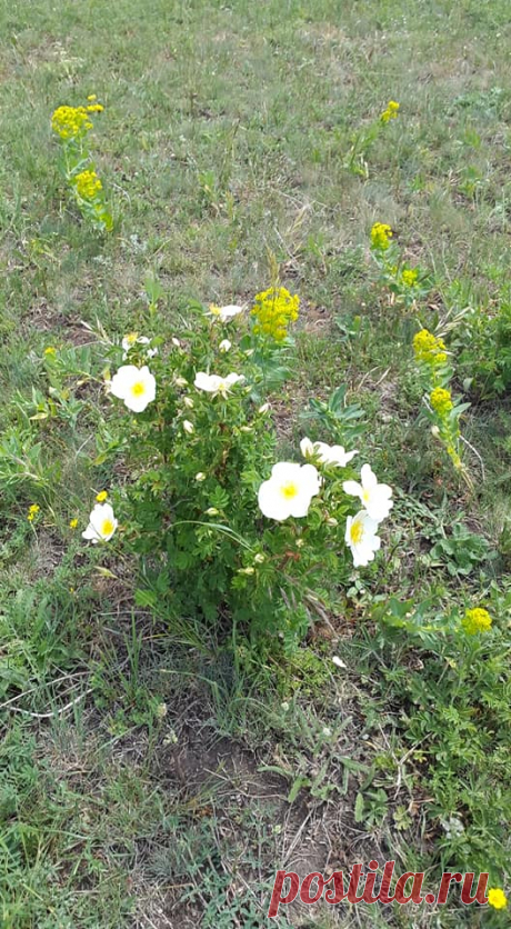 Ծաղկունք🌼
Յուրահատուկ հմայք,հոտ ու տեսք ունեն նաև հայրենի իմ բնաշխարհի ալպիական ծաղիկները....այս անմահական գեղեցկությունը տեսնելու համար ասում են մի փոքր էլ քո մեջ պետք է կրես այդ գեղեցիկից:
Գեղեցիկը դա ձևի և բովանդակության ներդաշնակությունն է:Գեղեցիկը պետք է տեսնել ամենուր, ամեն ինչում...ու մեր կյանքում: Գեղեցիկ ապրելը մեծագույն հաճույք է

Լուսավորիչ Դիդրոն գեղեցիկի մասին ասել է.«Մարդու կամքից անկախ ամեն ինչ գեղեցիկ է»: