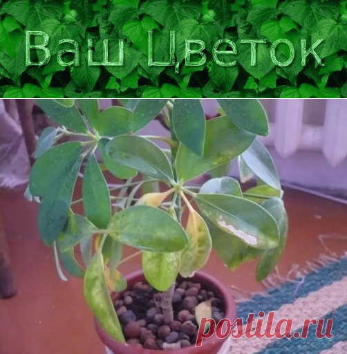 Шеффлера – опадают листья, желтеют, коричневеют, чернеют, почему, что делать, как ее спасти
