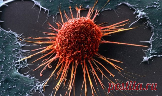 Антибиотики, блокирующие возможность раковых клеток получать энергию | Наука и жизнь