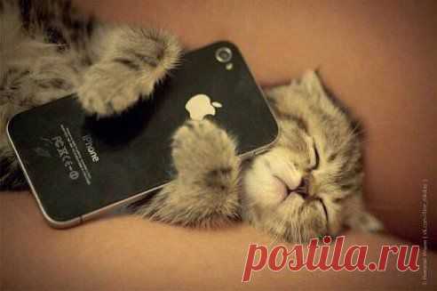 ПЛЕЙКАСТЫ – irina s добавила фотографию в альбом ДОМАШНИЙ ПИТОМЕЦ