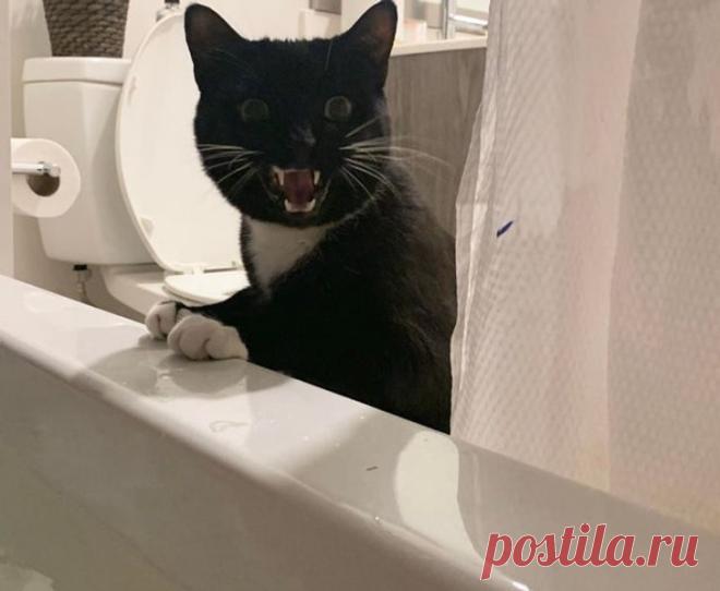 Драматические актёры из мира животных / Питомцы