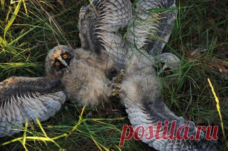 Супер совы: фото