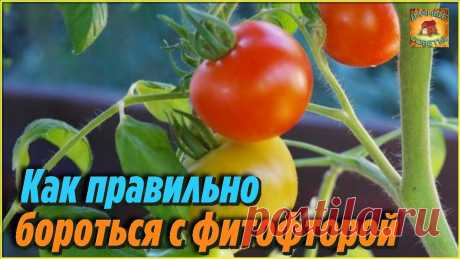 Всегда так делаю и у меня НЕТ фитофторы на томатах Самые проверенные народные советы огородникам