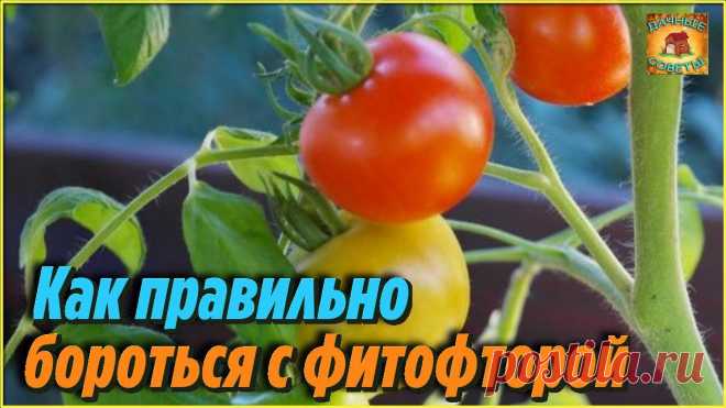 Всегда так делаю и у меня НЕТ фитофторы на томатах Самые проверенные народные советы огородникам