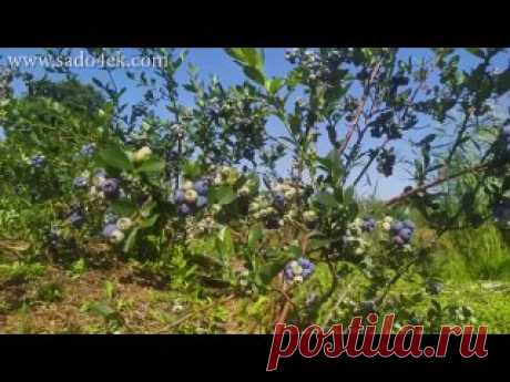 Голубика. Лучшие сорта голубики. Саженцы голубики.?