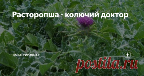 Расторопша - колючий доктор Расторопша − одно из самых древних растений, известных обществу. Зеленый «доктор» помогает людям лечить различные болезни вот уже более 2000 лет. Растение относится к виду Астровых, поэтому его называют «колючей астрой».
История использования: от древности до современности
Еще в Древнеримской империи растение активно использовали при заболеваниях печени, а древнегреческий целитель Диоскорид