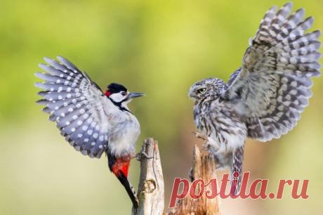 Невероятные моменты дикой природы / Питомцы