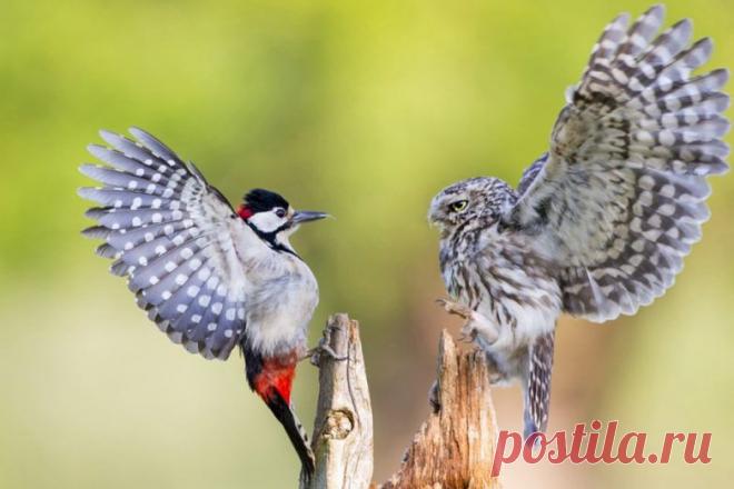 Невероятные моменты дикой природы / Питомцы