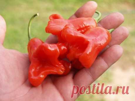 Как выращивать горький перец Колокольчик