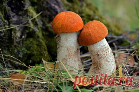 ♥ 2 little mushrooms sitting by a tree...
