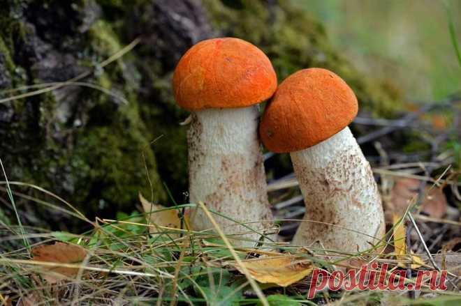 ♥ 2 little mushrooms sitting by a tree...