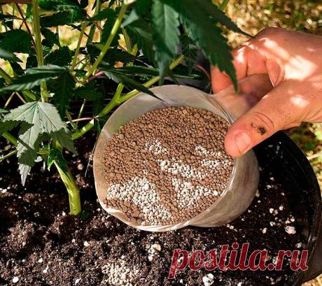 Как правильно подкармливать растения. Тропические комнатные растения особенно чувствительны к нехватке питательных веществ из-за ограниченного объема почвы, а зачастую и потому, что для них неправильно выбрано место. Культуры поглощают питательные вещества из почвы с помощью корней.