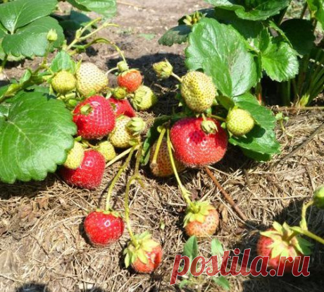 Ремонтантная земляника &quot;Эви-2&quot;