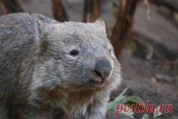 Вомбат из японского зоопарка признан старейшим в мире в возрасте 33 лет