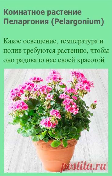 Комнатное растение Пеларгония (Pelargonium). Народное название - "комнатная герань", научное - происходит от греческого слова pelagros - "аист" и намекает на вытянутую форму плодов, напоминающих длинный клюв птицы. Пеларгонии - растения неприхотливые и легко размножаются стеблевыми черенками, за пеларгониями несложно ухаживать.