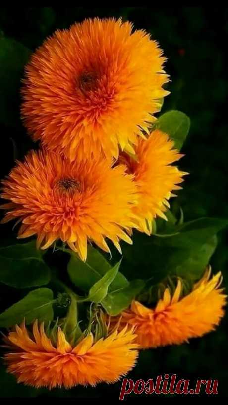 🌻🌹🌻🌹