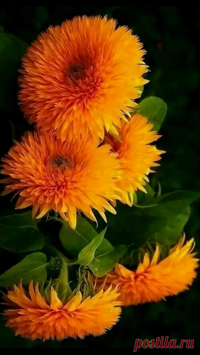 🌻🌹🌻🌹