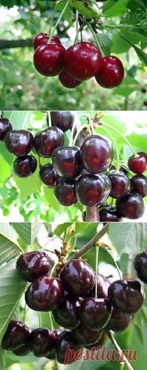 Описание популярных сортов черешни | Дача - впрок