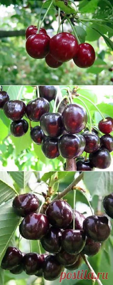Описание популярных сортов черешни | Дача - впрок