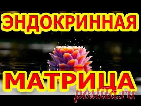 Самая Важная и Мощная Матрица П. Гаряева По Эндокринной Системе Человека.