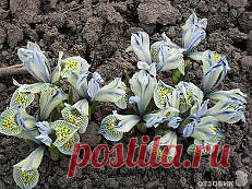 ирисы фотографии - 173 тыс. картинок. Поиск@Mail.Ru