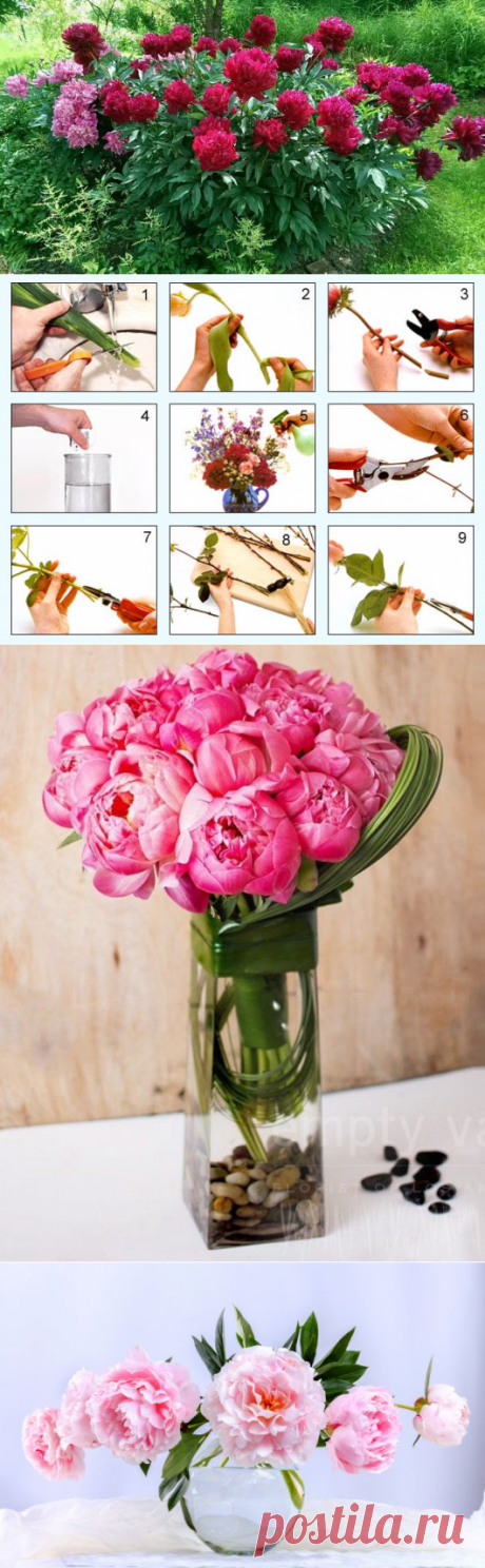 Как сохранить срезанные пионы