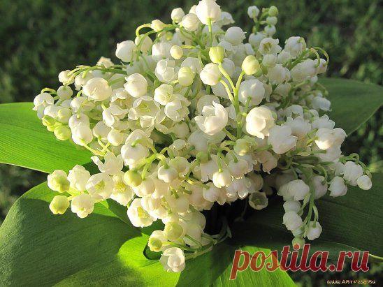 Одноклассники